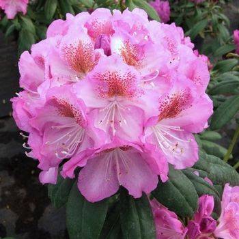 Рододендрон гибридный ‘Kazimierz Odnowiciel / Royal Violet’ (Rhododendron hybriden ‘Kazimierz Odnowiciel / Royal Violet’)